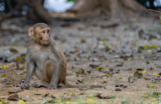 A young woman is sitting on a wooden bench as a female macaque balances on her outstretched arm. The macaque is eating corn from her hand.