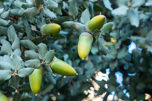 Closeup shot of acorns growing on a branch