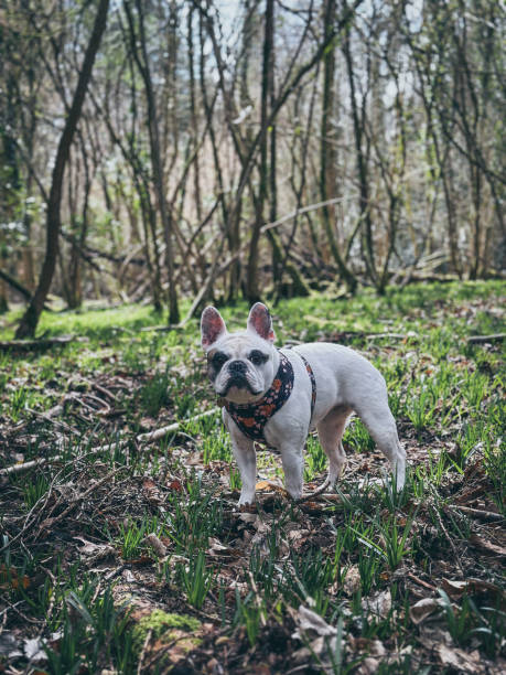 istock Dog in the woods 1957800454