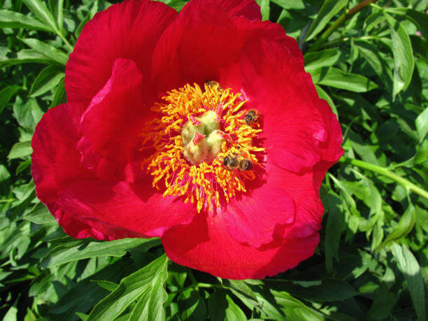 Blooming red peony flower and bees.