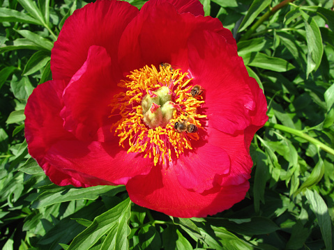 Blooming red peony flower and bees.