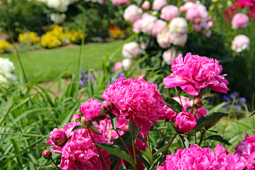 Flower bed with beautiful blooming pink and white peonies in a wonderful flower garden.
