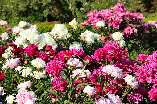 Flower bed with beautiful blooming pink and white peonies.