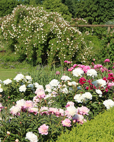Flower bed with beautiful blooming pink and white peonies in a wonderful flower garden.