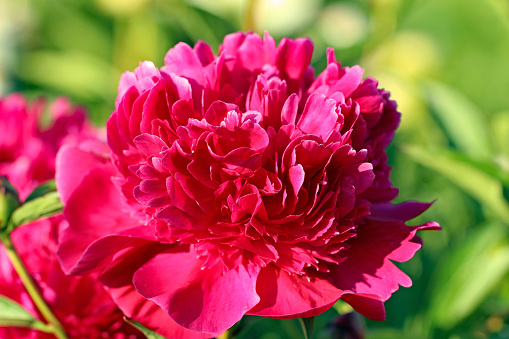 Beautiful blooming pink rose on green grass background with copy space, empty text place. Gentle flower. Cultivated plant variety. Holiday greeting card for Mother Day or woman day. Close-up. Mockup.