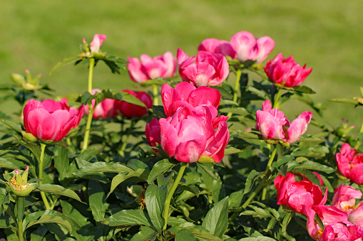 Flower bed with beautiful blooming pink peonies.