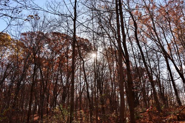 istock Sun in the Tall Autumn Trees 1957809619