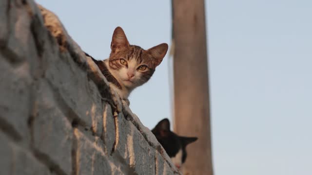 Vigilant kittens peeking over outdoors rooftop at sunset