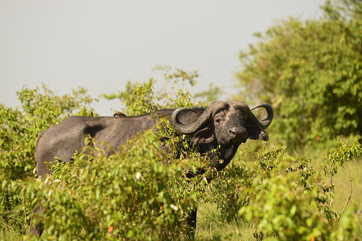 An African Buffalo staring across the Masai Mara in Kenya