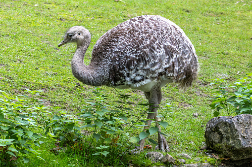 Darwin's rhea, Rhea pennata also known as the lesser rhea. It is a large flightless bird, but the smaller of the two extant species of rheas.