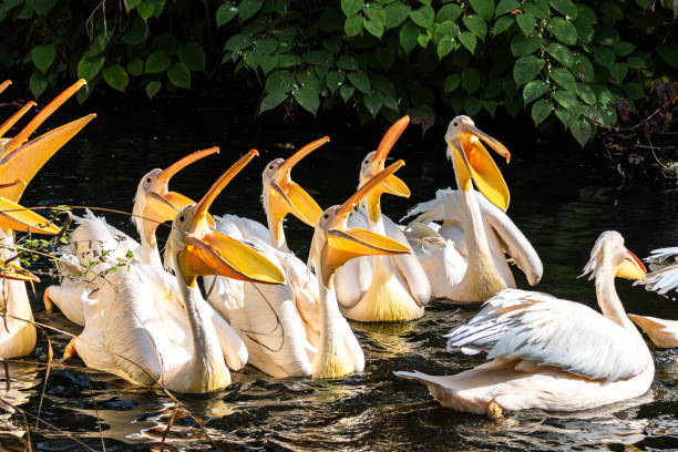 istock Great White Pelican, Pelecanus onocrotalus in a park 1957827193