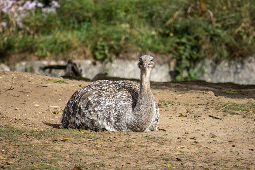 Darwin's rhea, Rhea pennata also known as the lesser rhea. It is a large flightless bird, but the smaller of the two extant species of rheas.