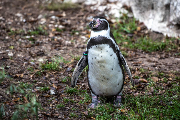 istock Humboldt Penguin, Spheniscus humboldti in a park 1957827733