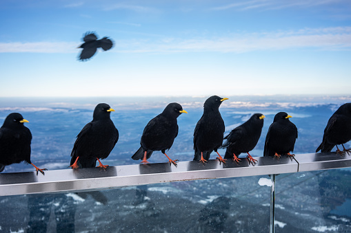 crows are in pilatus moutain in switzerland horizontal travel still
