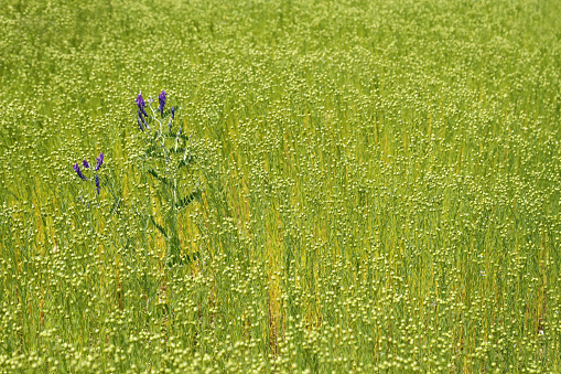 Flax is one of the oldest cultivated plants. (Gemeiner Lein)