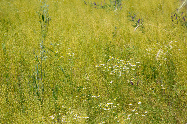 Flax is one of the oldest cultivated plants. (Gemeiner Lein)