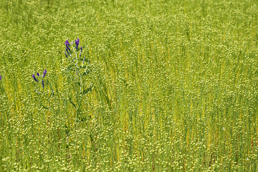 Flax is one of the oldest cultivated plants. (Gemeiner Lein)