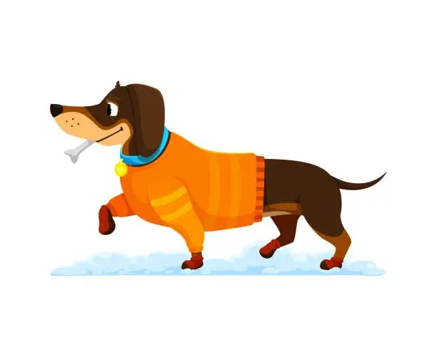 Vector illustration of Cartoon dachshund dog in cozy winter clothes