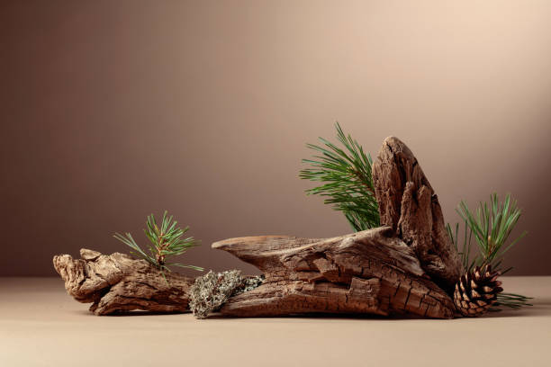 istock Abstract north nature scene with a composition of lichen, pine branches, and dry snags. 1957880228