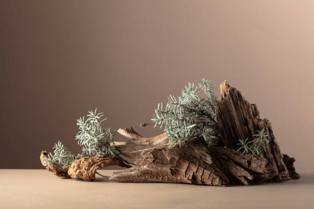istock Nature scene with a composition of lavender and dry snags. 1957880236