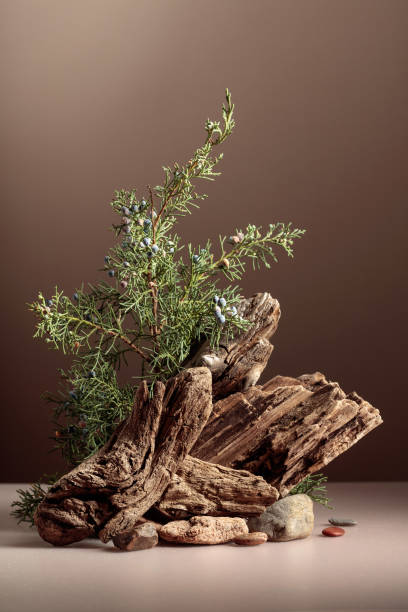 istock Abstract nature scene with a composition of juniper and dry snags. 1957880239