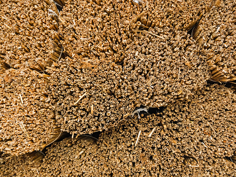 Close-up of layered sheaves of straw as a background.