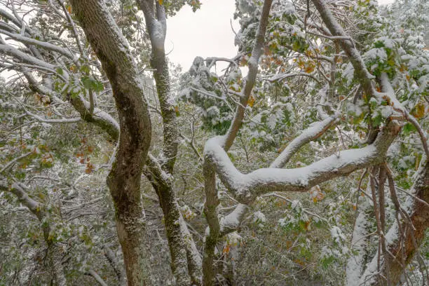 Twisted branches of oak trees bear the weight of winter's snow in the serene Dehesa del Camarate forest.