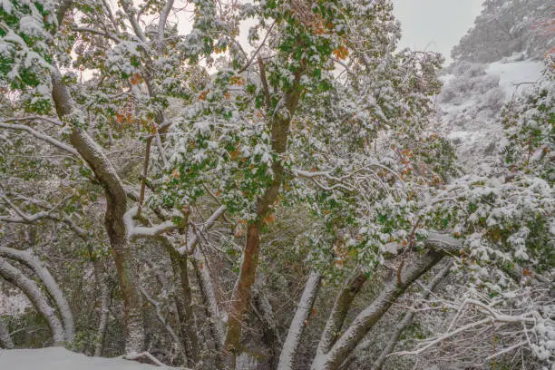 Oak trees display a mix of remaining autumn leaves and a fresh layer of snow in the Dehesa del Camarate.