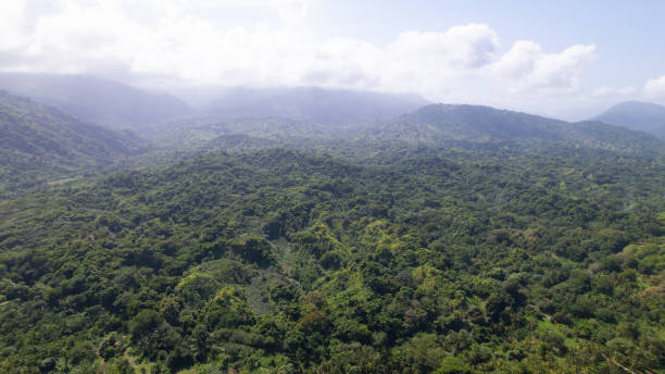 istock Aerial View of Lush Tropical Rainforest 1957895648