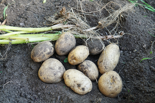 fresh organic potatoes harvest in the field