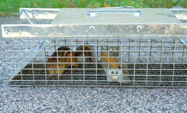 istock chipmunk trap in the back yard 1957899959