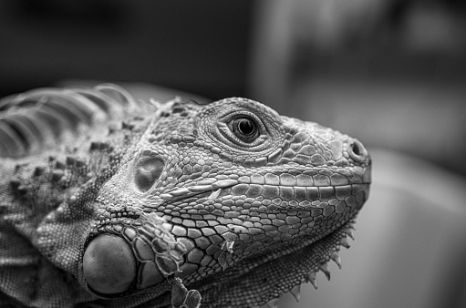 Black and white portrait of a green iguana close up side view in profile
