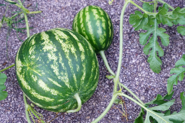 istock close up on watermelon growing in the home garden 1957907347
