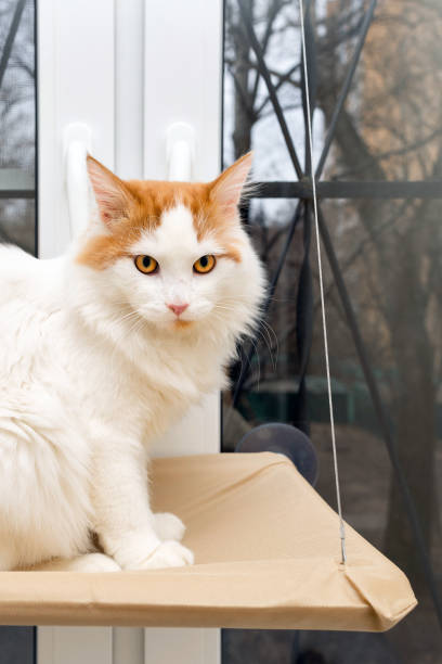 istock domestic cat sitting in a hanging bed 1957921698