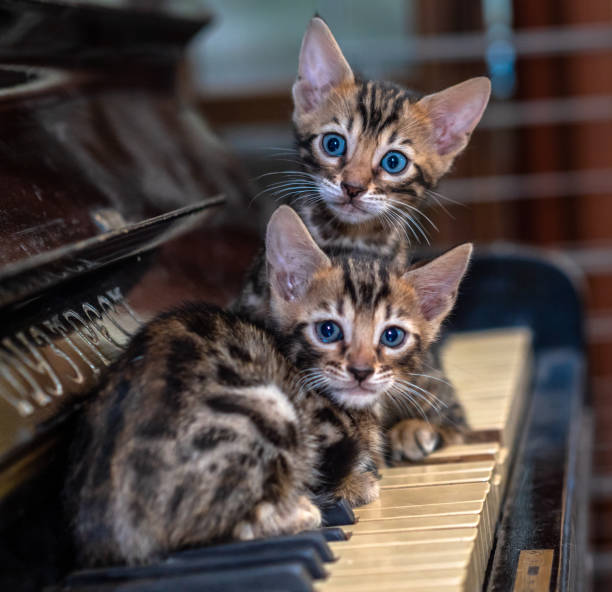 istock two small Bengal kittens are sitting on the piano 1957923924
