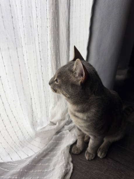istock Cat sitting on the floor looking through translucent curtains 1957925557