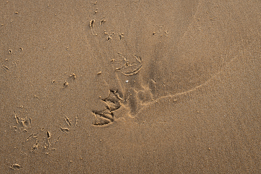 Bird Footprints left in the littoral zone of a sandy beach