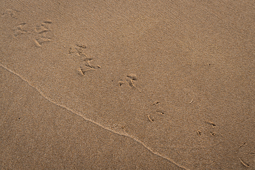 Bird Footprints left in the littoral zone of a sandy beach