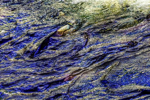 Multi-Colored Salmon Issaquah Creek Washington. Every autumn salmon come up creek to Hatchery creating a kaleidoscope of color. Salmon come from as far as 3,000 miles.