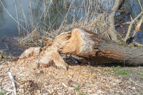 istock Willow trees cut by european beavers (Castor fiber) 1957937304