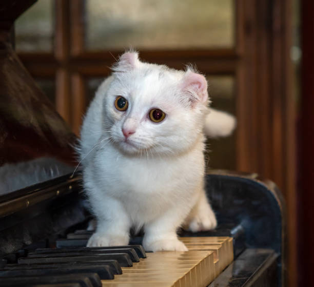 White Grand Piano Background