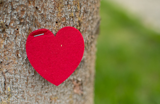 A red heart on a tree. valentine, valentines day. Valentine's day concept. Tree red heart. Romantic symbol.