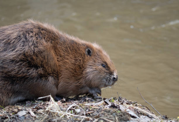 istock A portrait of an eurasian beaver (Castor fiber) 1957943795
