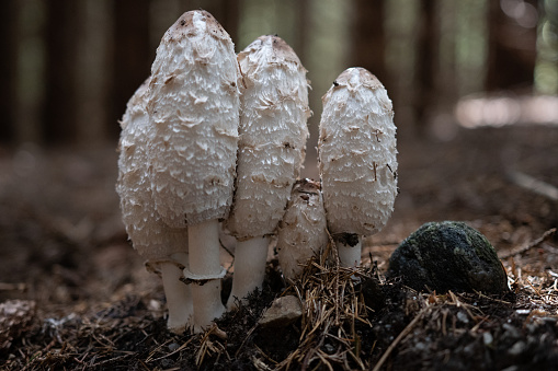 The shaggy ink cap or the shaggy mane. Common edible mushroom species. Coprinus comatus.