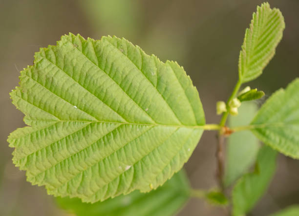 istock Common alder tree branch with green leaves 1957947008