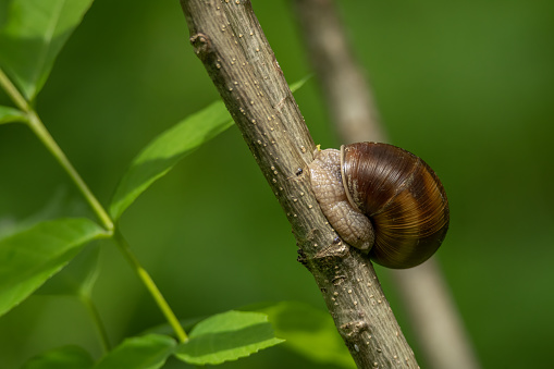 A roman snail or Helix pomatia, edible snail. Burgundy snail climbing a wood branch. Edible snails concept.