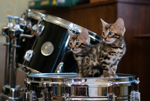 two cute bengal kittens look to the side while sitting on a drum in the room