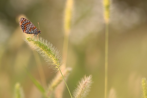 A butterfly melitaea didyma on a spike at sunset in Summer