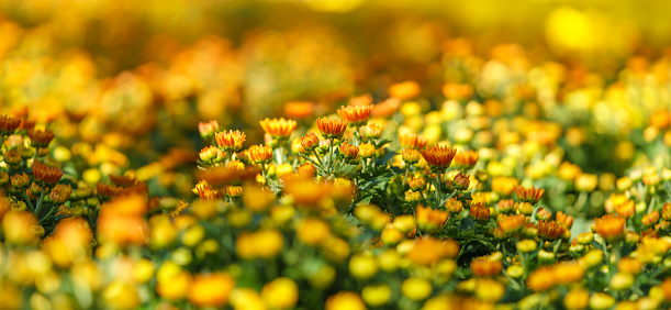 Closeup of mini young orange flower under sunlight with green nature using as background natural plants landscape, ecology wallpaper cover page concept.