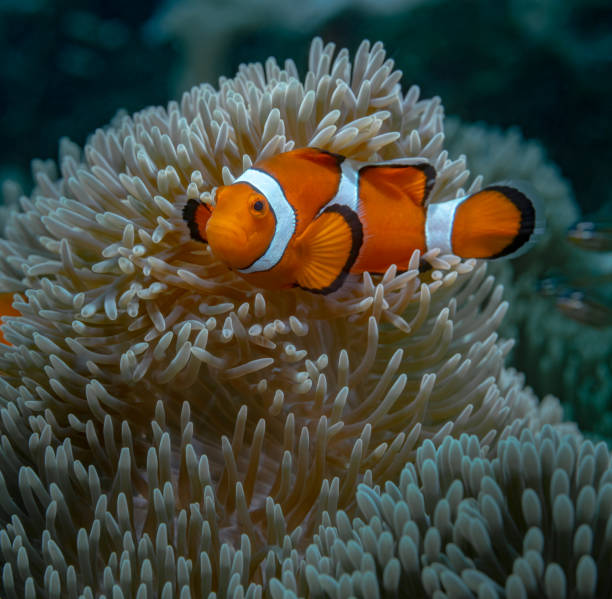 Sealife in Sipadan, Malaysia